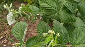 Обзор малины Золотая Зюгана