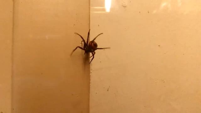 Самый ядовитый паук, черная вдова смотреть онлайн