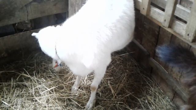 Ласуня и другие козы ламанча.Goat lamancha.