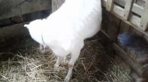 Ласуня и другие козы ламанча.Goat lamancha.