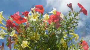 Я люблю тебя жизнь! Классный ролик!