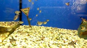 Тетра Филомена дисковая и Тетра Орнатус. Tetra Ornatus and Tetra Philomena disk .