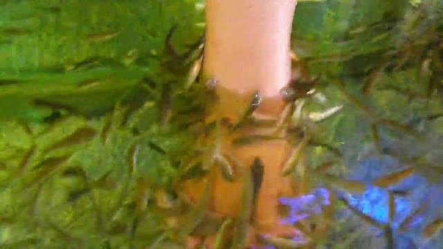 пилинг рыбками смотреть онлайн