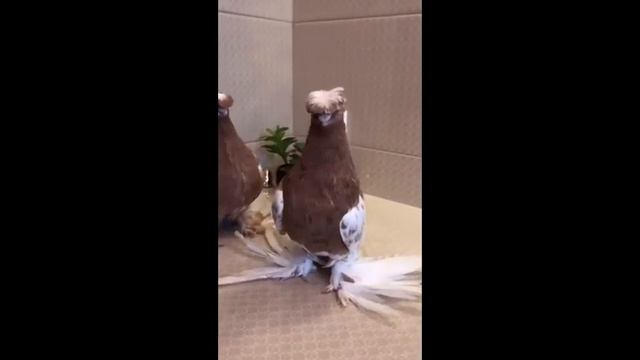 Узбекские голуби. Новат-Капканы смотреть онлайн