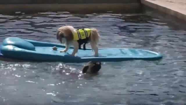 Смешные собаки Приколы про животных 2016 смотреть онлайн