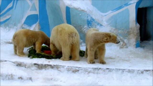 Белые мишки отмечают праздник влюбленных. ( ч.1). 14.02.20 г.