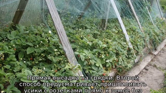Как размножается земляника