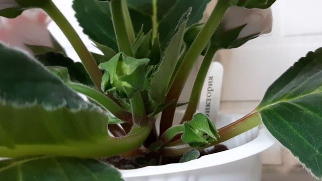 Глоксиния НП-Виктория. смотреть онлайн