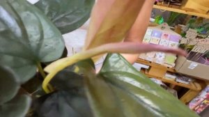 Сингониум Ред Арроу - обзор сорта | Одно из немногих комнатных растений, которое покорило мое сердц