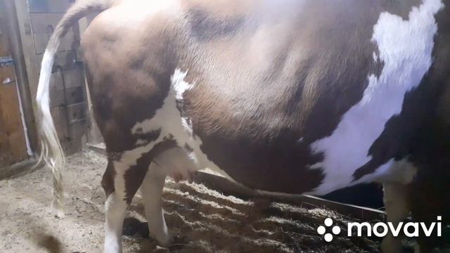 Запускаем коров. Мастит во время запуска. Как лечим. смотреть онлайн