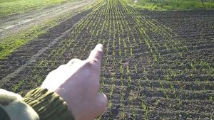 Модернизированный сошник сеялки сз 3.6 всходы пшеницы