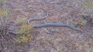 Самая агрессивная змея Европы. Каспийский полоз (Dolichophis caspius)