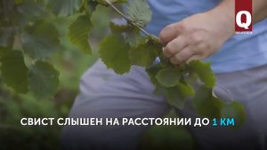 Птичий язык в глубинке Турции. Гиресун...