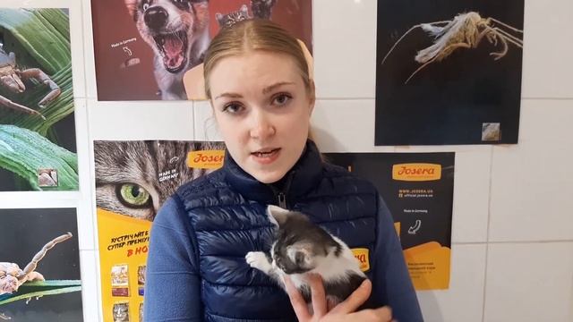 ПЕРВАЯ ПОМОЩЬ ПРИ ОТРАВЛЕНИЯХ У КОШЕК И СОБАК. Советы Ветеринарного Врача смотреть онлайн