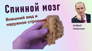 Спинной мозг. Секреты наружного строения