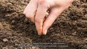 Пихта из семян – секреты и способы выращивания