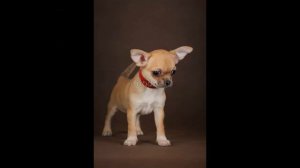 Купить щенка чихуахуа в Москве. Питомник чихуахуа. Чихуахуа длинношерстный для души продажа.