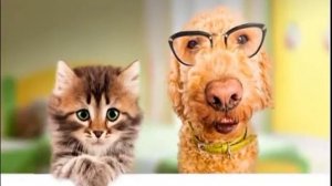 Барсик (кот) и Ричи (пес) поздравляют свою любимую хозяйку с днем рождения (2013)