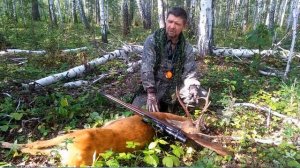 Охота на самцов сибирской косули во время гона.