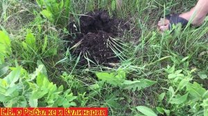 Порошок против муравьев Green Belt, мой эксперимент, насколько эффективен,реальный отзыв Часть 4.