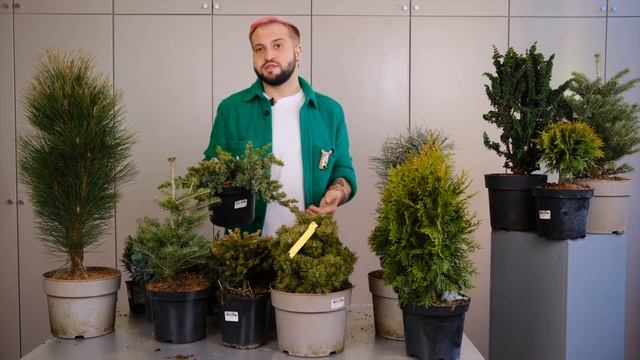 Хвойные растения для открытого грунта | Советы от Ильи Гомыранова