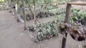 magpaparami para makabinta tayu ng halaman | mgaka bai