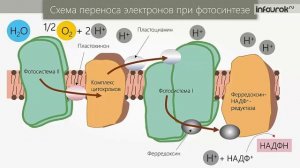 Автотрофное питание клетки. Фотосинтез и хемосинтез