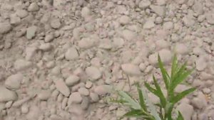 Речная галька