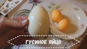 Красим ГУСИНЫЕ яйца к Пасхе