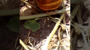 Дыня Американо - сорт ананасных дынь). Melon Americano, a variety of pineapple melons.