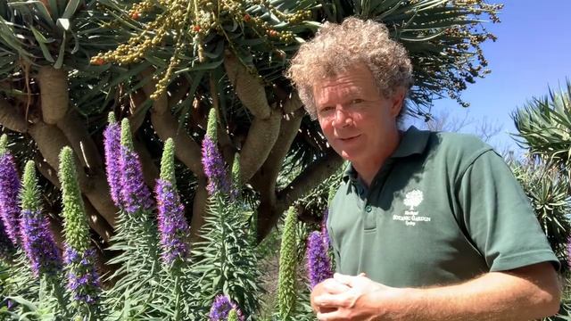 Echium species and cultivars (Pride of Madiera) | Must see October 2020 смотреть онлайн