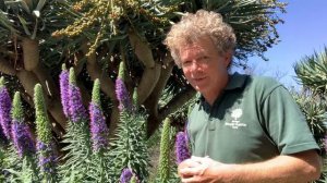 Echium species and cultivars (Pride of Madiera) | Must see October 2020