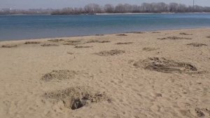 Копаем на Пляже вся правда о пляжном поиске