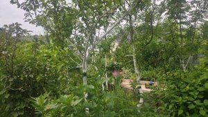 Прогулка по даче... Эвкалипт зацвёл ,  к чему бы это ..