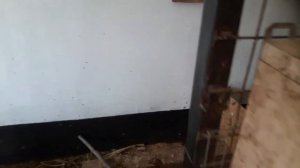 ???♀️КУРОЧКА НЕ СМОГЛА СНЕСТИ ЯЙЦОМ ПОГИБЛА???