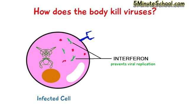 HOW DO INTERFERONS WORK? смотреть онлайн