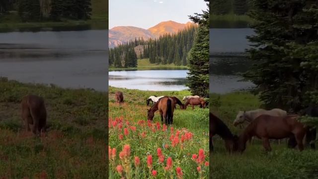 Лощади. Красота природы. Самые красивые животные в мире смотреть онлайн