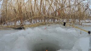 Ловля карася в январе. Как и где ловить карася в январе.