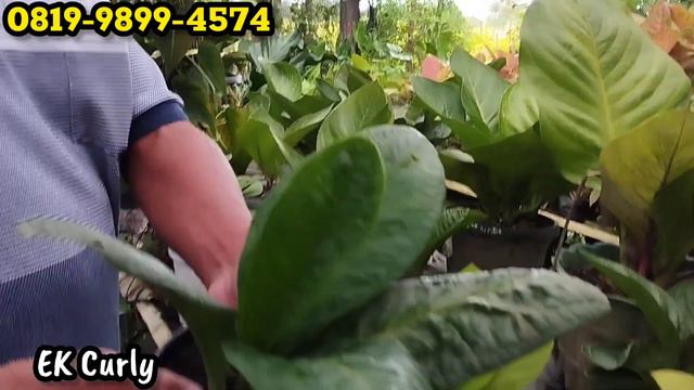 PROMO MENJELANG PEMILUKELUARIN YANG JUMBO-JUMBO UNTUK ANTHURIUM JEMANI