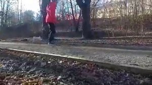 той-фокстерьер 4 месяца
