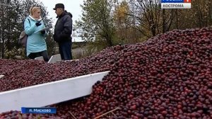 В посёлке Мисково Костромского района - самые большие плантации клюквы в России
