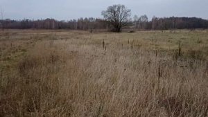 Зелёный диверсант.Осенняя посадка саженцев Катальпы из семян.