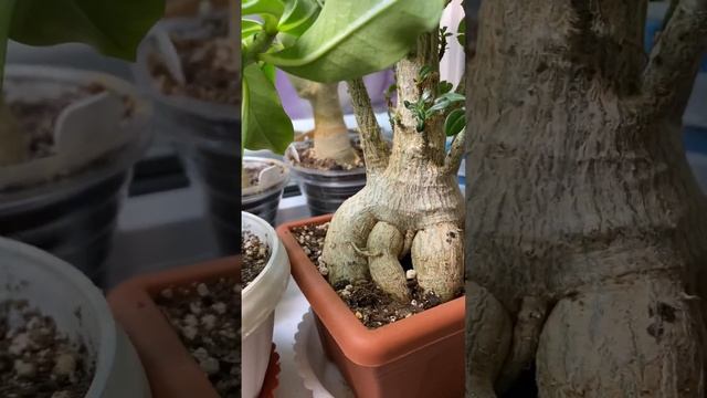 Беременные адениумы. Адениумы с рожками. Самоопыление адениумов. Семена адениума. 11 ноября 2022 г. смотреть онлайн