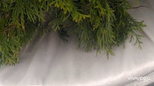 Как утеплить вазоны на зиму❄️? Зимовка растений в вазонах на улице?