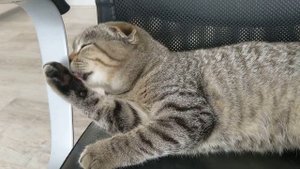 Кошка умывается