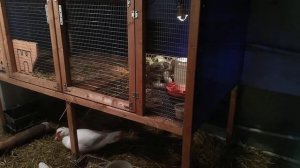 @12 как содержать маленьких  утят зимой, чем кормить