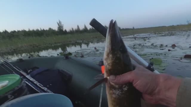 Ловля щуки на бутылки на торфяных разливах. Беларусь.