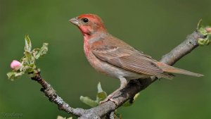 Голоса птиц Как поёт Чечевица обыкновенная Carpodacus erythrinus.mp4