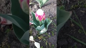 Тюльпаны. Сорт Айс Крим.