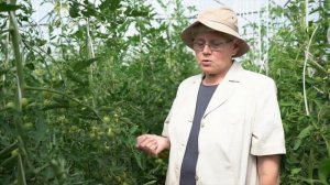 Новая серия томатов - КАСКАД золотой